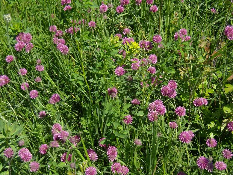 Изображение особи Trifolium alpestre.