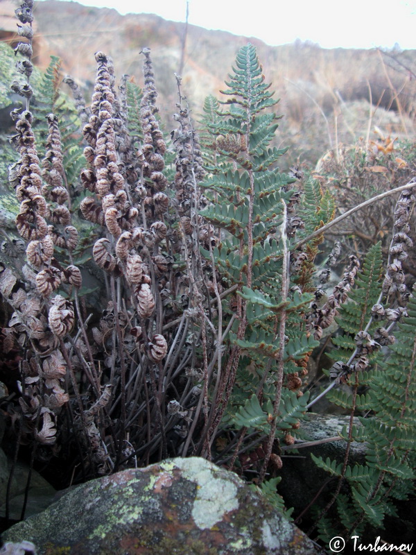 Image of Paragymnopteris marantae specimen.