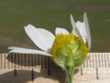 Anthemis ruthenica