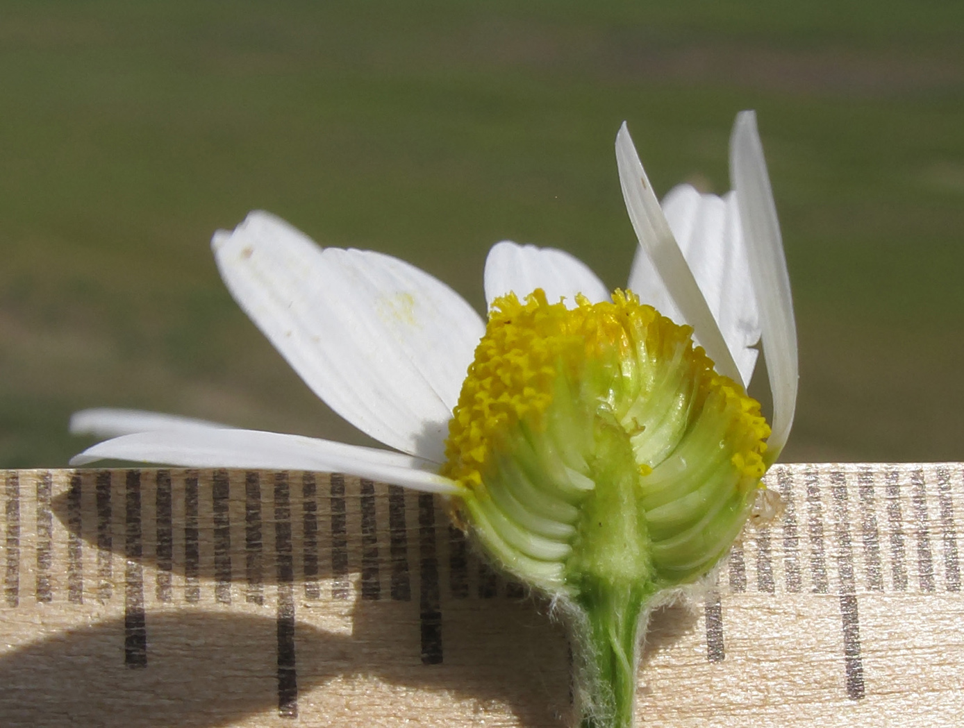 Изображение особи Anthemis ruthenica.