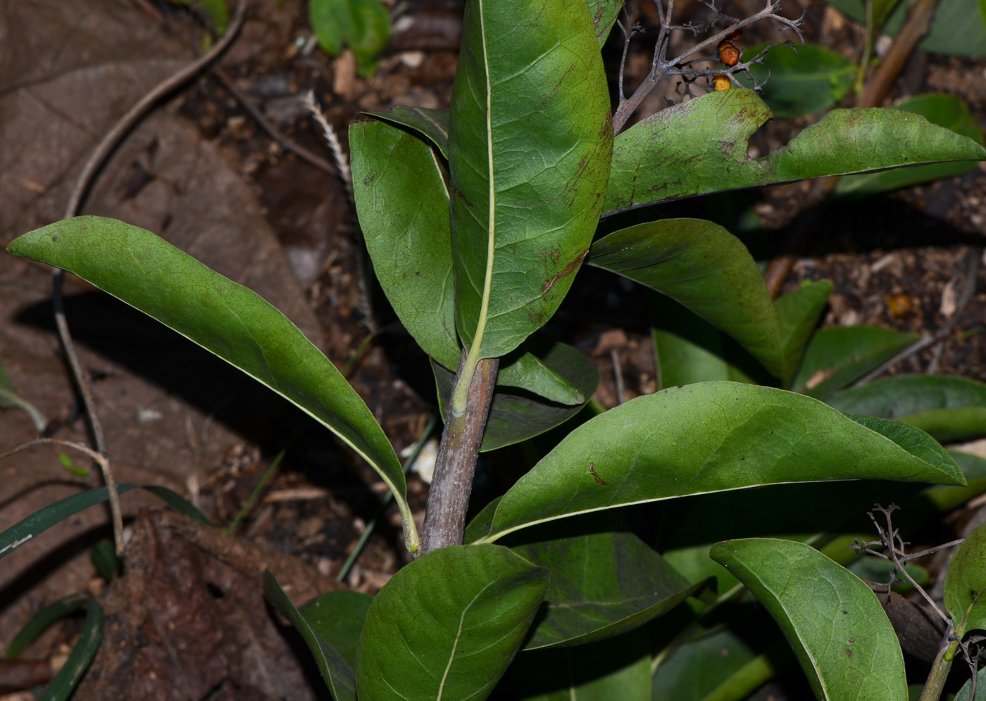 Image of Ehretia tinifolia specimen.