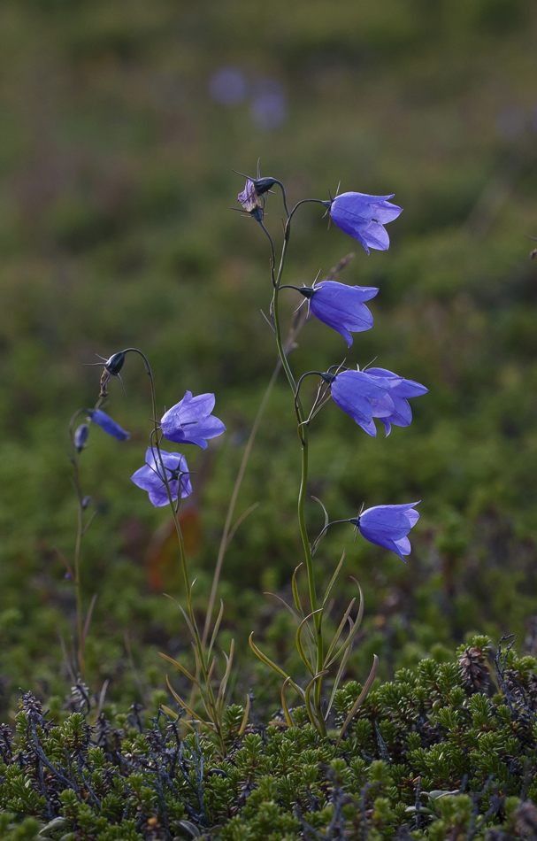 Изображение особи Campanula rotundifolia.