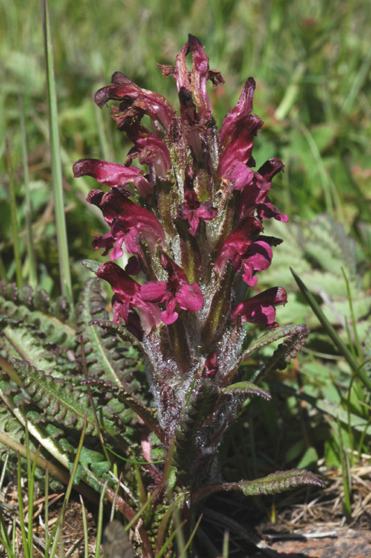 Image of Pedicularis oederi f. rubra specimen.