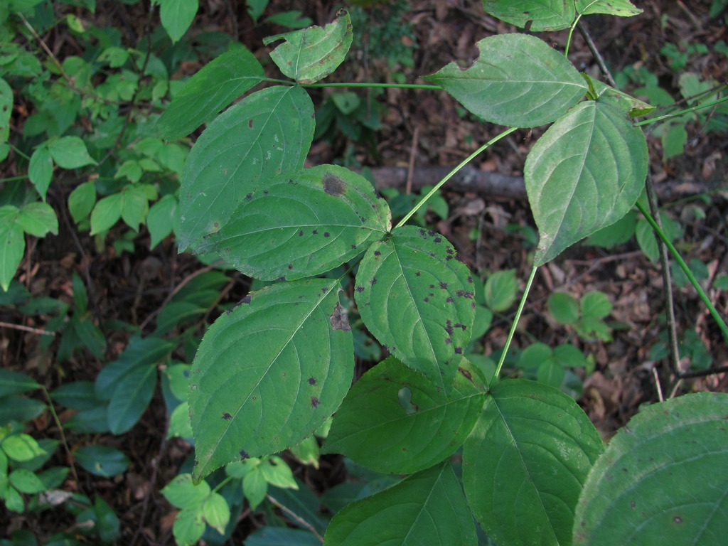 Изображение особи Staphylea colchica.