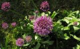 Allium altissimum