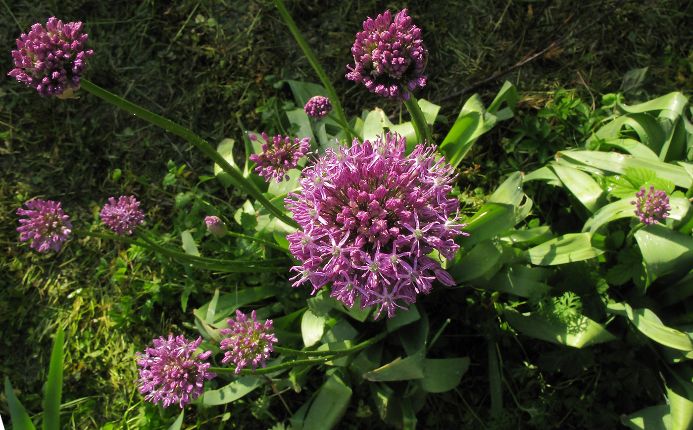 Изображение особи Allium altissimum.