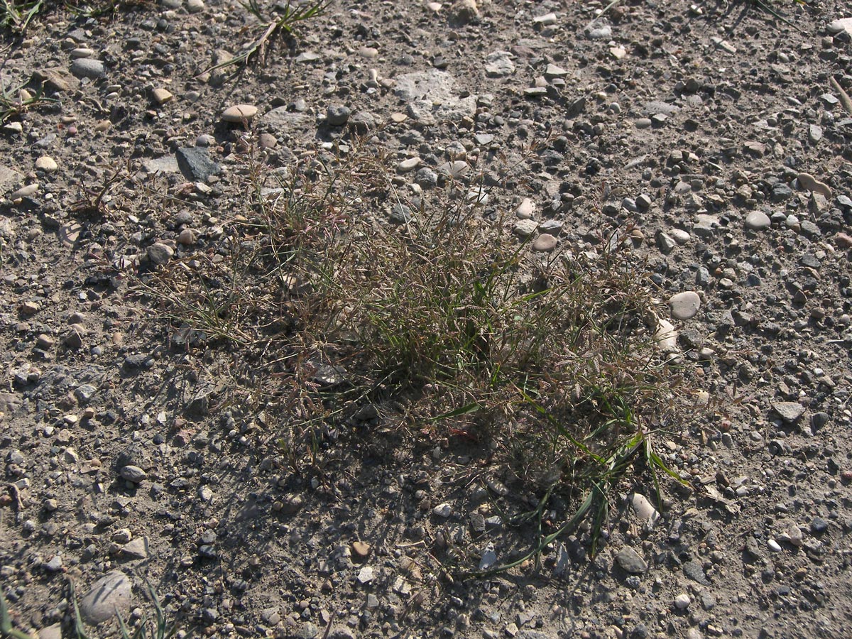 Image of Eragrostis minor specimen.