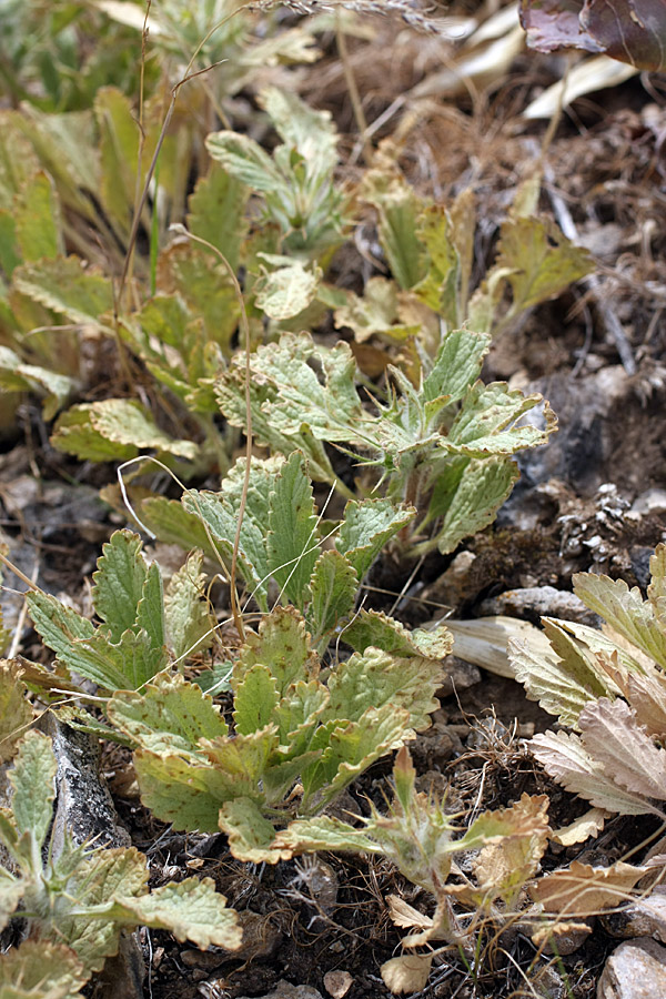 Image of Phlomoides boraldaica specimen.