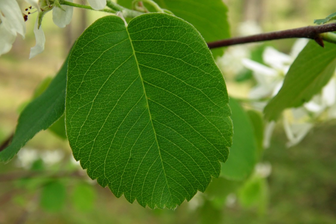 Image of Amelanchier alnifolia specimen.