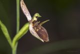 Ophrys oestrifera