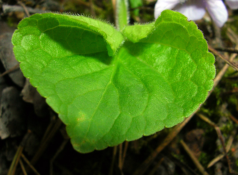 Изображение особи Viola mirabilis.