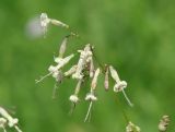 Image of taxon representative. Author is Людмила Паламарчук