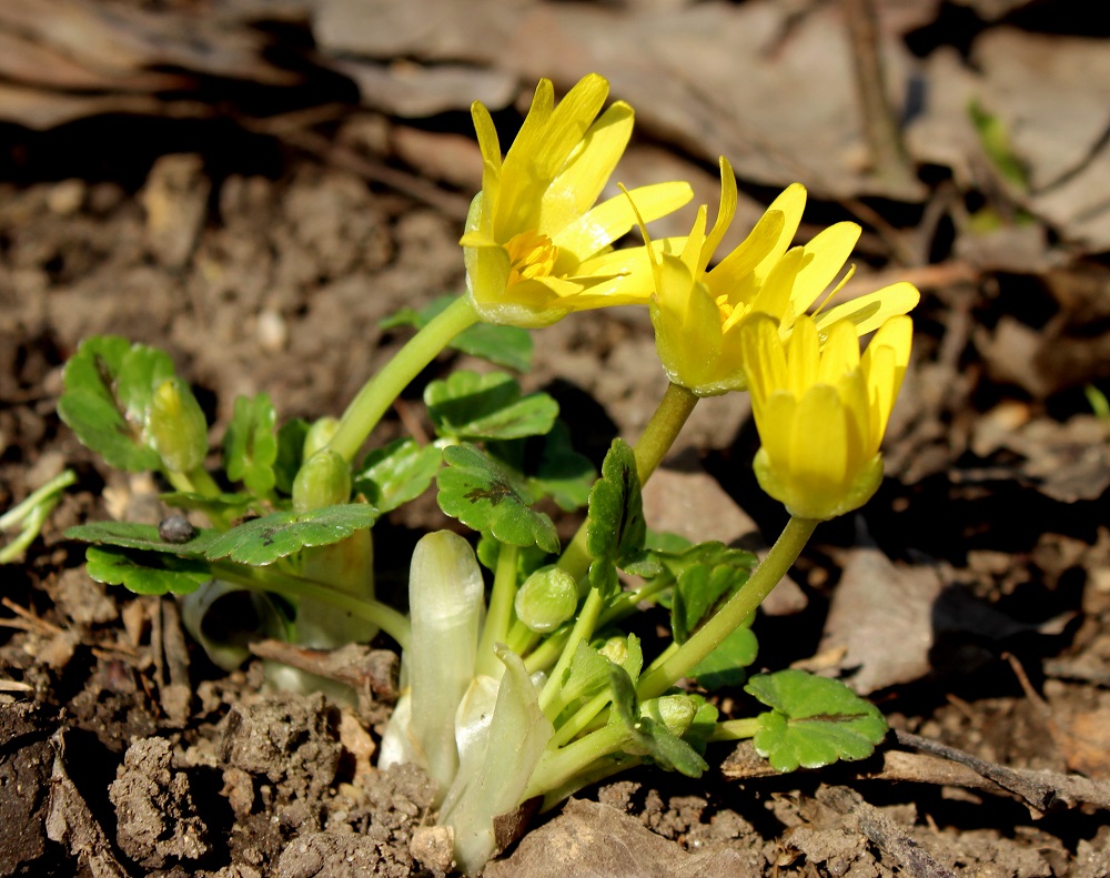 Image of Ficaria ficarioides specimen.