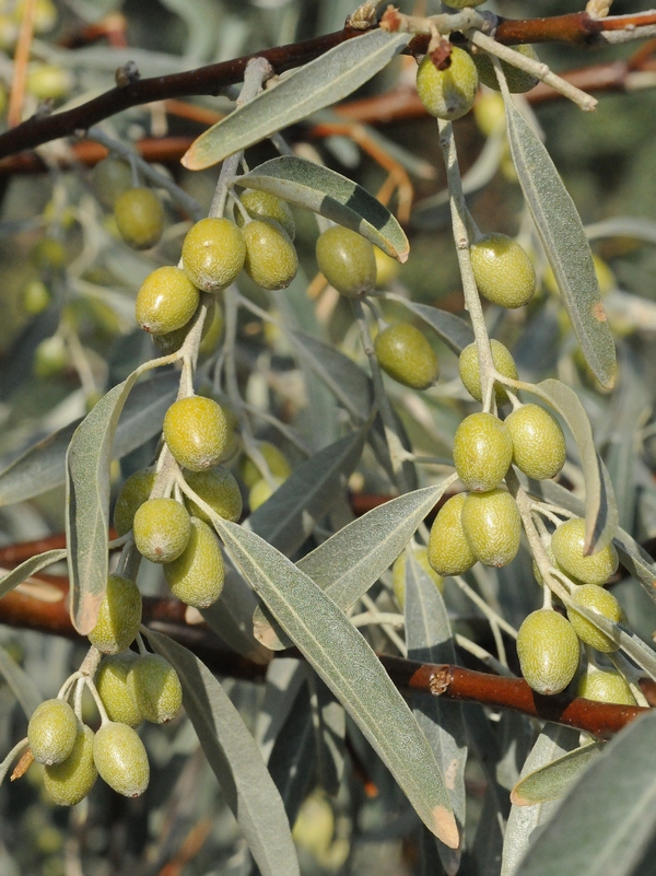 Image of Elaeagnus oxycarpa specimen.