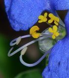 Commelina erecta