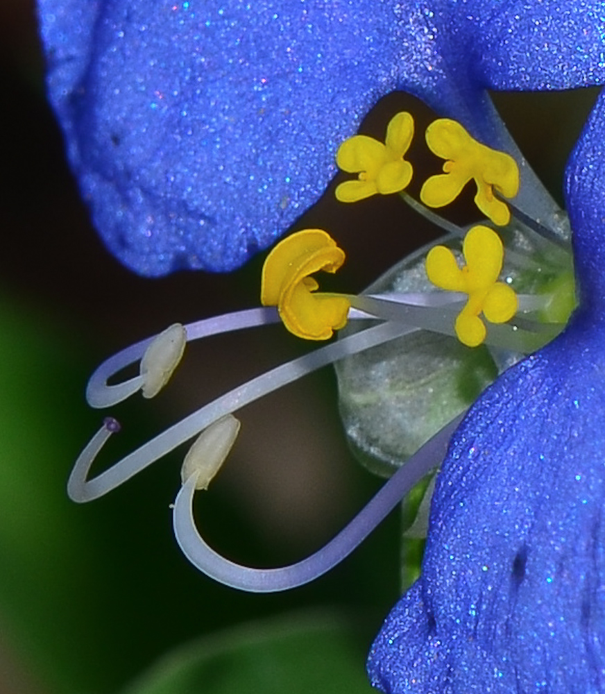 Image of Commelina erecta specimen.
