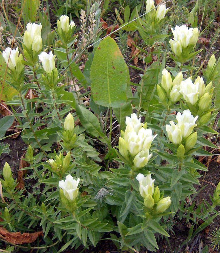 Image of Gentiana gelida specimen.