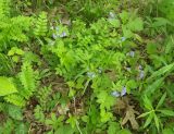 Polemonium reptans