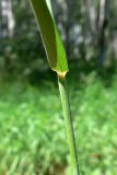 Elytrigia repens. Часть побега с основанием листовой пластинки. Челябинская обл., окр. г. Челябинск, Золотая горка, разнотравная поляна в берёзовом лесу. 03.07.2014.