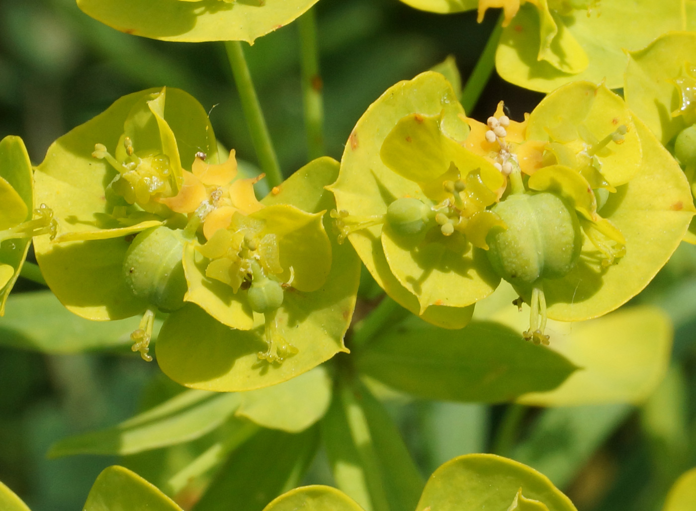 Изображение особи Euphorbia virgata.