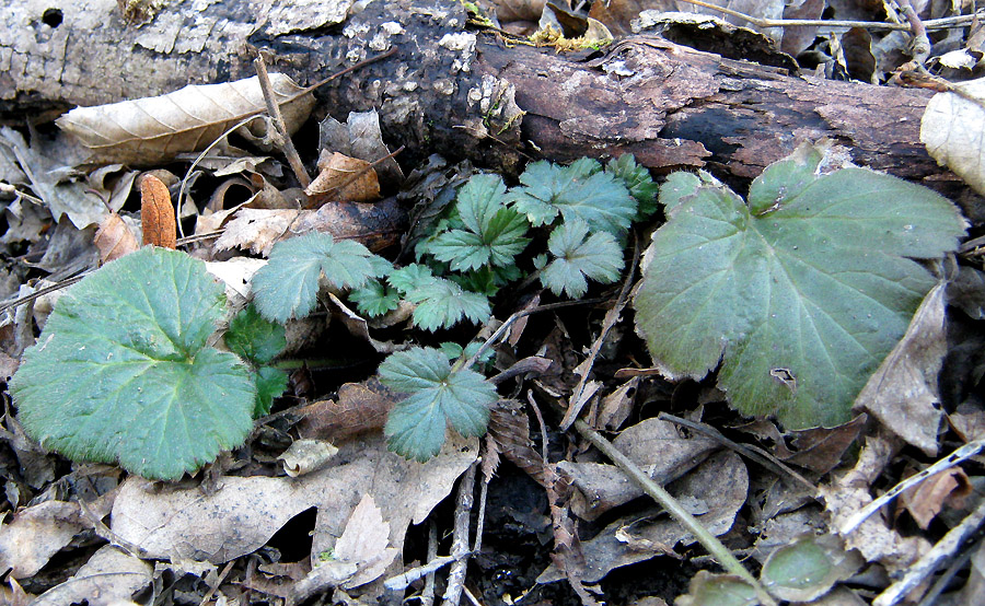 Изображение особи Geum urbanum.