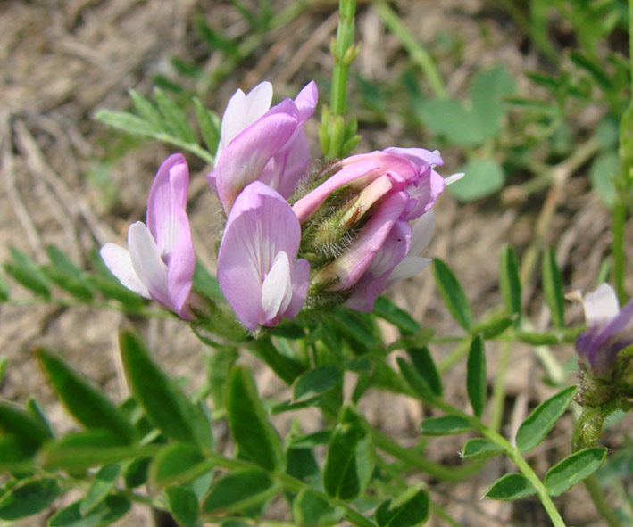 Image of Astragalus agrestis specimen.