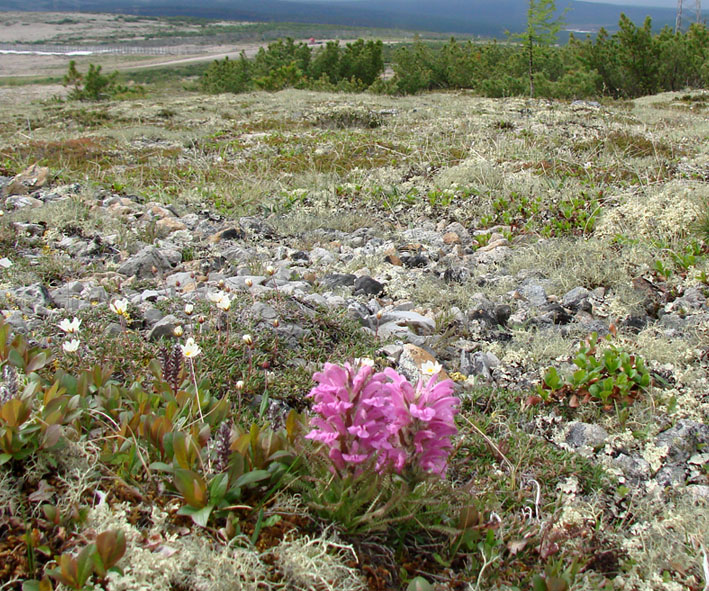 Image of Pedicularis alopecuroides specimen.