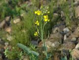 Brassica napus