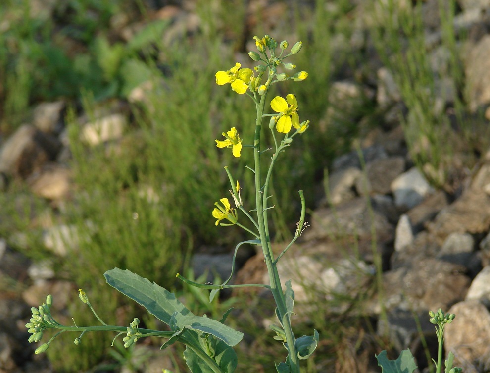 Изображение особи Brassica napus.