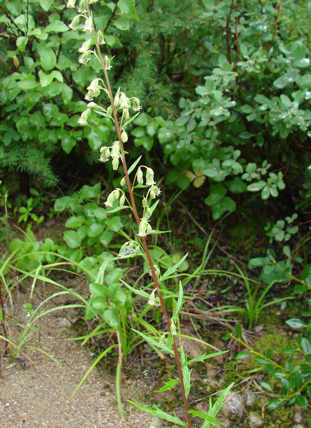 Изображение особи Artemisia integrifolia.