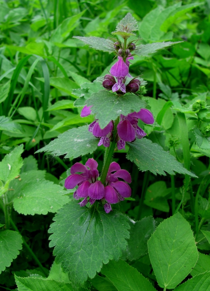 Изображение особи Lamium maculatum.