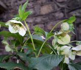 genus Helleborus