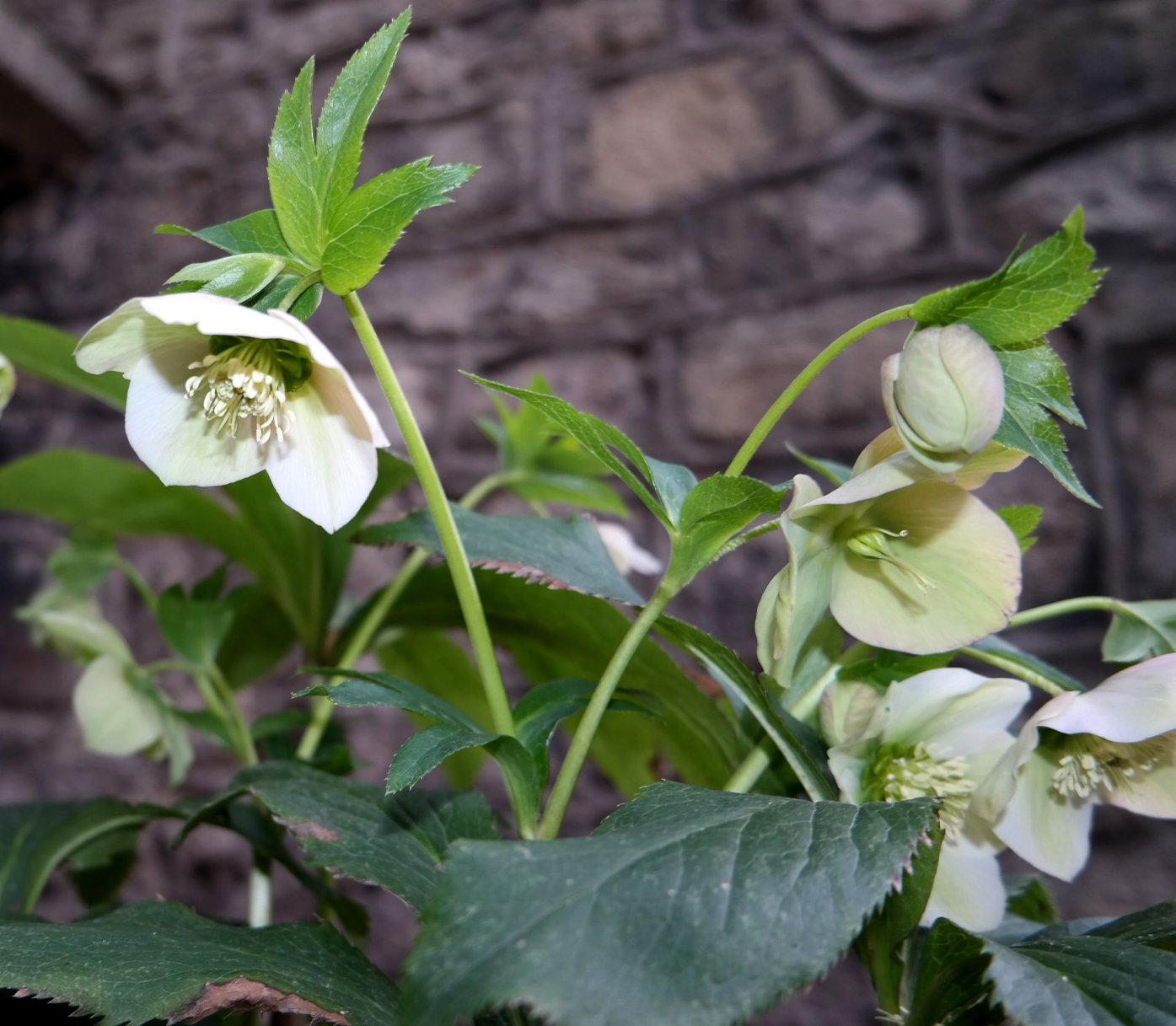 Изображение особи род Helleborus.