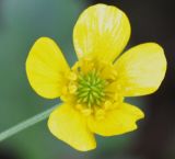 genus Ranunculus