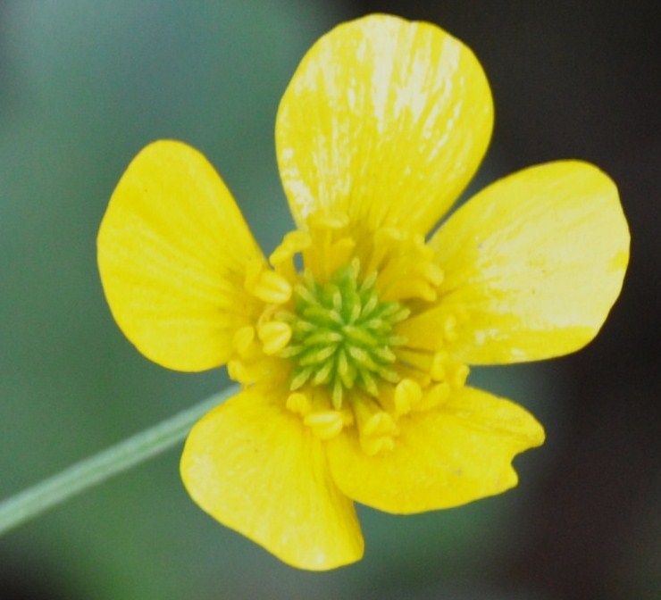 Изображение особи род Ranunculus.