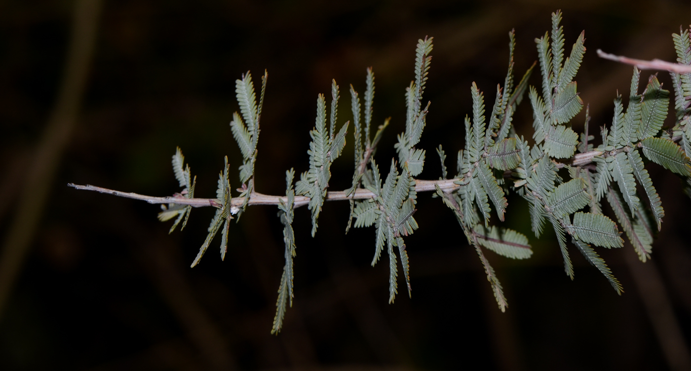 Изображение особи Acacia baileyana.