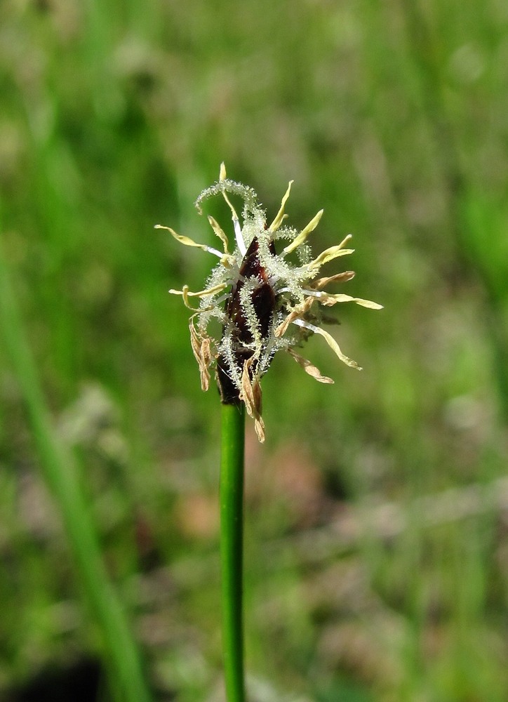 Изображение особи Eleocharis uniglumis.