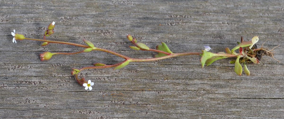 Изображение особи Saxifraga tridactylites.