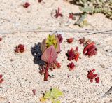 Patellifolia procumbens