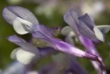 Vicia cretica ssp. aegaea