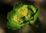 Chrysosplenium alternifolium. Верхушка цветущего растения. Костромская обл., Судиславский р-н, окр. дер. Антипино, пойма р. Меза. 17.04.2016.