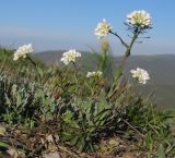 Noccaea macrantha. Цветущее растение. Краснодарский край, м/о г. Новороссийск, гора Лысая-Новороссийская, ≈ 540 м н.у.м., горный луг. 17.04.2016.