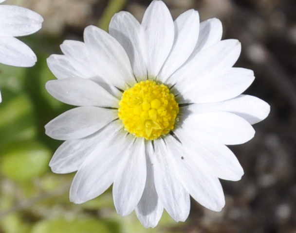 Изображение особи Bellis annua.