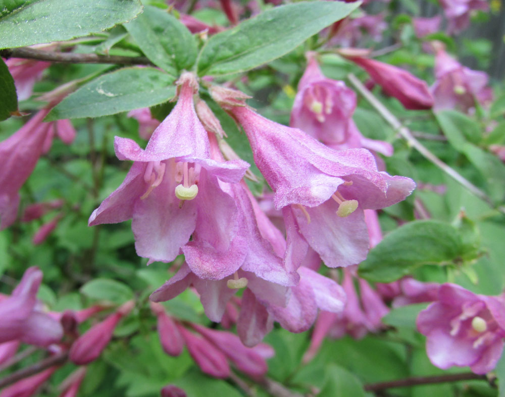 Image of Weigela praecox specimen.