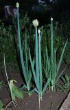 Allium fistulosum