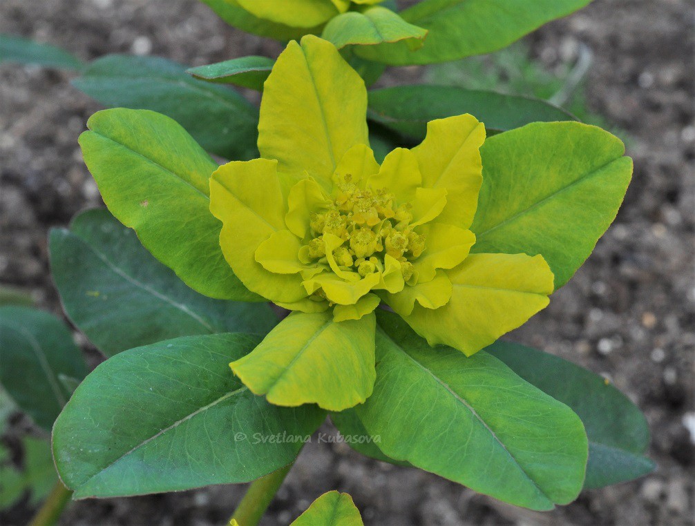 Image of Euphorbia epithymoides specimen.