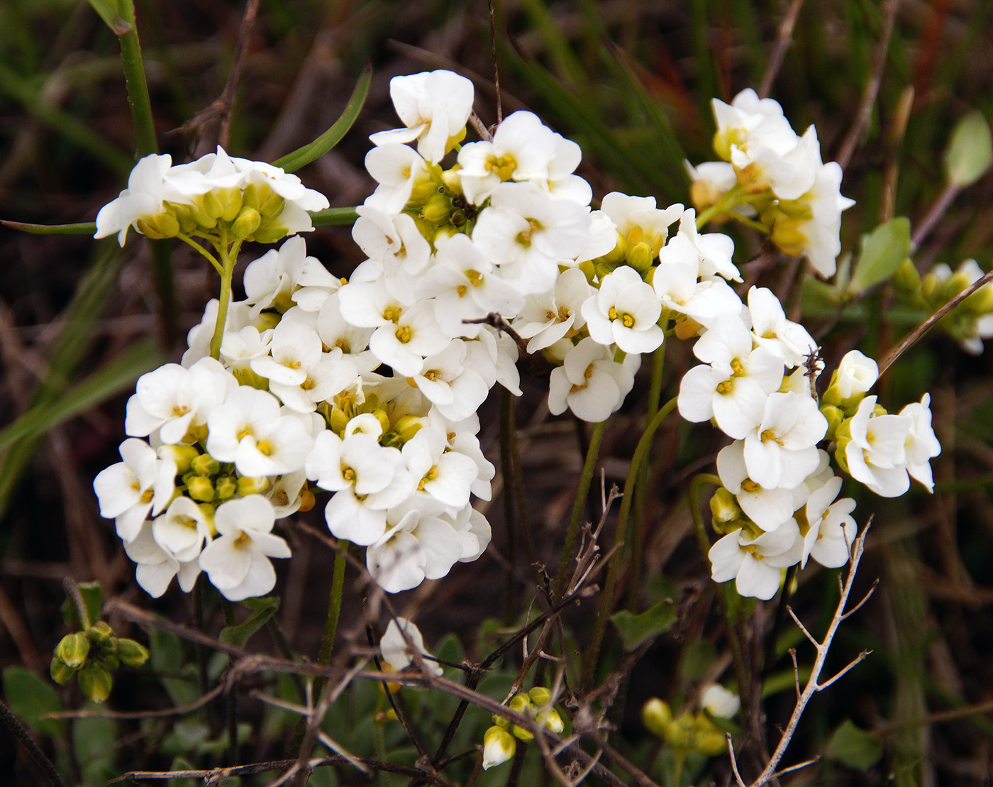 Изображение особи Draba ussuriensis.