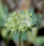 Valerianella lasiocarpa