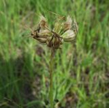 Scorzonera purpurea. Соплодие, повреждённое грибком. Белгородская обл., Губкинский р-н, запов. «Белогорье», Ямская степь. 14 июня 2009 г.