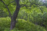 Tilia mandshurica. Ствол дерева. Приморский край, Хасанский р-н, зал. Посьета, мыс Мраморный, широколиственный лес. 05.06.2016.